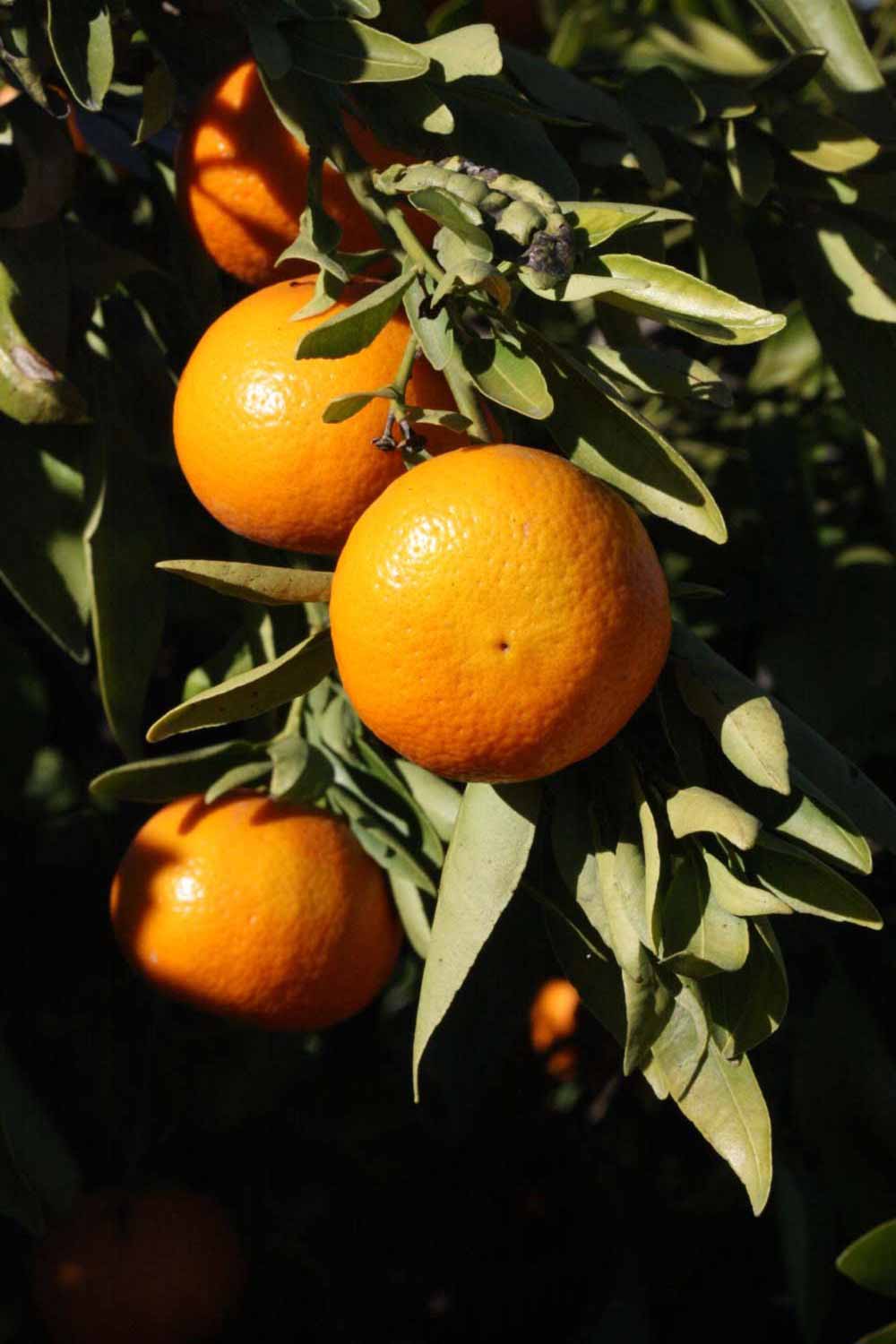            Fruit (Riverside, CA)   